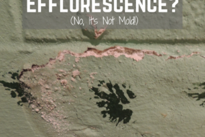 This is efflorescence, not mold! Here's everything you need to know about efflorescence.