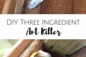 DIY Ant Killer