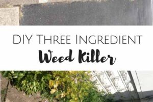 DIY Weed Killer